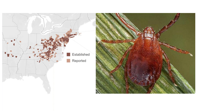States with established populations or reported occurrence of the longhorned tick.